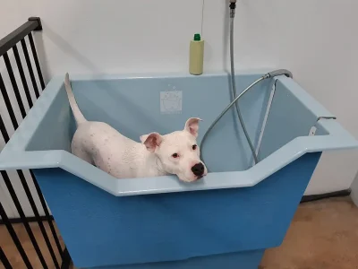 Dog_wash_at_pet_shop