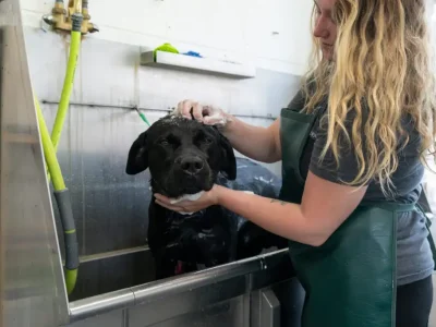 tlg-dog-wash-2-scaled-1-1024x683
